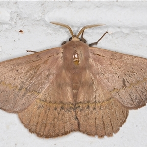 Anthela varia (Hairy Mary) at Melba, ACT by kasiaaus