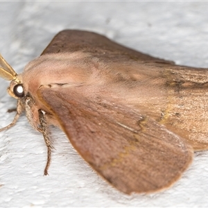 Anthela varia at Melba, ACT - 26 Nov 2024 10:31 PM