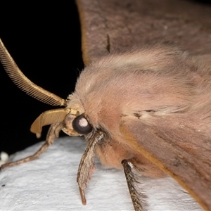 Anthela varia at Melba, ACT - 26 Nov 2024 10:31 PM