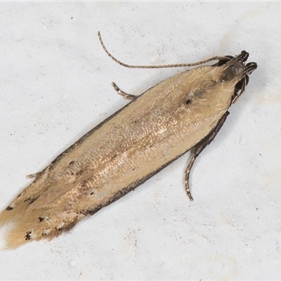 Mesophleps (genus) (A Gelechioid moth) at Melba, ACT - 26 Nov 2024 by kasiaaus