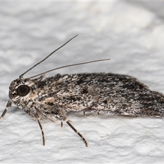 Spectrotrota fimbrialis at Melba, ACT - 26 Nov 2024 10:19 PM