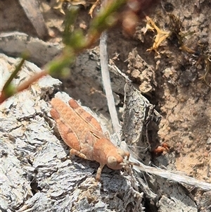 Phaulacridium vittatum at Bungendore, NSW - suppressed