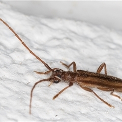 Phalota binocularis at Melba, ACT - 26 Nov 2024 10:27 PM