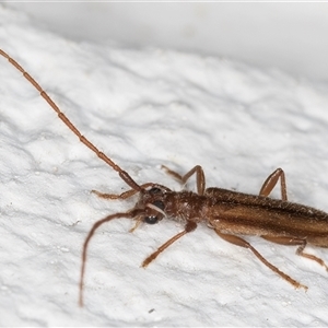 Phalota binocularis at Melba, ACT - 26 Nov 2024 10:27 PM