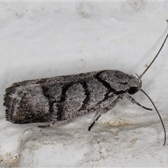 Lichenaula onychodes (A Xyloryctid moth) at Melba, ACT - 26 Nov 2024 by kasiaaus