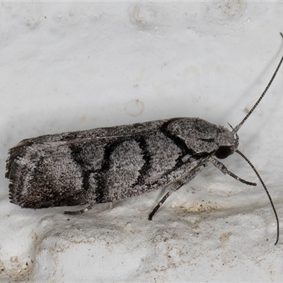 Lichenaula onychodes (A Xyloryctid moth) at Melba, ACT - 26 Nov 2024 by kasiaaus