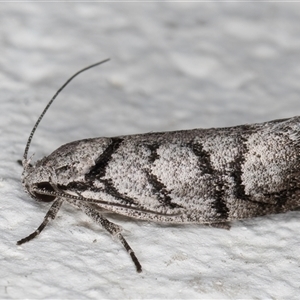 Lichenaula onychodes at Melba, ACT - 26 Nov 2024 10:28 PM