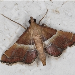 Persicoptera compsopa (A Pyralid moth (Pyralinae)) at Melba, ACT - 26 Nov 2024 by kasiaaus