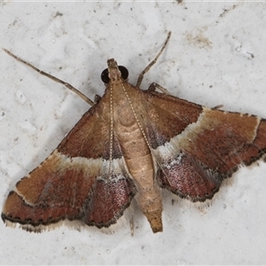 Persicoptera compsopa (A Pyralid moth (Pyralinae)) at Melba, ACT by kasiaaus