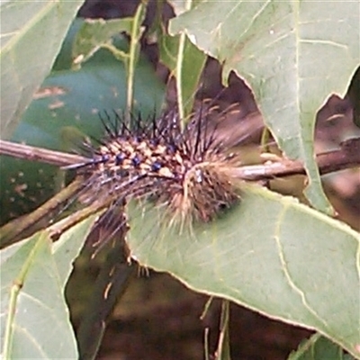 Unidentified Moth (Lepidoptera) at Pipeclay, NSW - 10 Jan 2015 by MVM