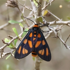 Amata (genus) at Mongarlowe, NSW - suppressed