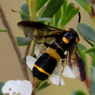 Pterygophorus cinctus (Bottlebrush sawfly) at Mongarlowe, NSW - 27 Nov 2024 by LisaH