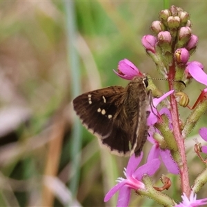 Toxidia parvula (Banded Grass-skipper) at Mongarlowe, NSW by LisaH