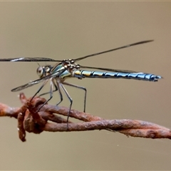 Unidentified Dragonfly (Anisoptera) at Mongarlowe, NSW - 27 Nov 2024 by LisaH