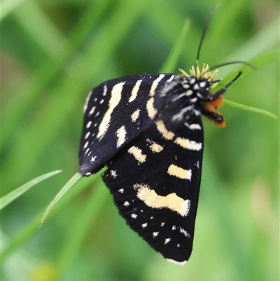 Phalaenoides tristifica (Willow-herb Day-moth) at Mongarlowe, NSW - 28 Nov 2024 by LisaH