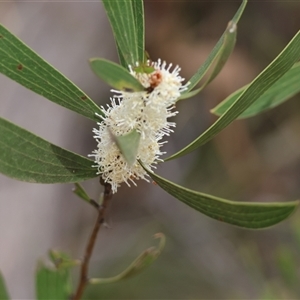 Hakea dactyloides at suppressed - 28 Nov 2024