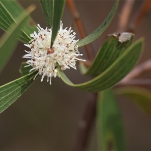 Hakea dactyloides at suppressed - 28 Nov 2024