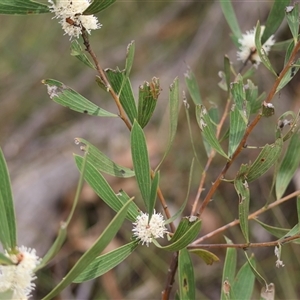 Hakea dactyloides at suppressed - 28 Nov 2024