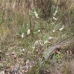 Hakea dactyloides at suppressed - 28 Nov 2024