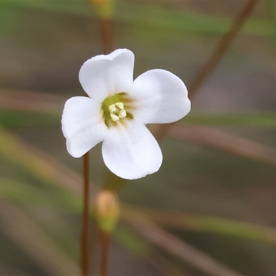 Mitrasacme polymorpha (Varied Mitrewort) at Mongarlowe, NSW - 28 Nov 2024 by LisaH