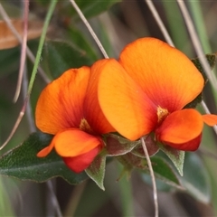 Podolobium procumbens (Trailing Shaggy-Pea) at Mongarlowe, NSW - 28 Nov 2024 by LisaH