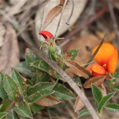 Podolobium procumbens at suppressed - 28 Nov 2024