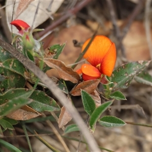 Podolobium procumbens at suppressed - 28 Nov 2024