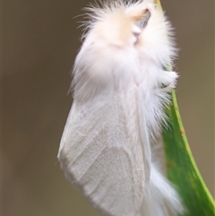 Trichiocercus sparshalli at Mongarlowe, NSW - 28 Nov 2024 by LisaH