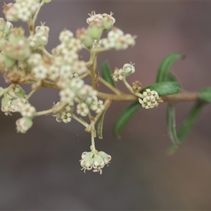 Astrotricha ledifolia (Common Star-hair) at Mongarlowe, NSW by LisaH