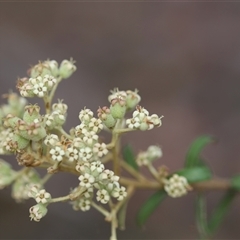 Astrotricha ledifolia at suppressed - 28 Nov 2024