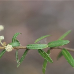 Astrotricha ledifolia at suppressed - 28 Nov 2024