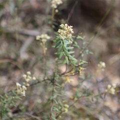 Astrotricha ledifolia at suppressed - 28 Nov 2024