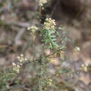 Astrotricha ledifolia at suppressed - 28 Nov 2024