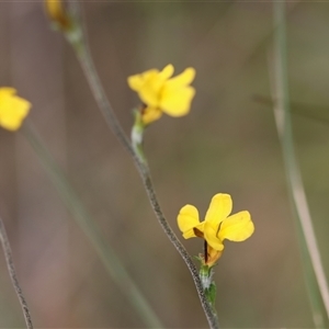 Goodenia bellidifolia subsp. bellidifolia at Mongarlowe, NSW - suppressed