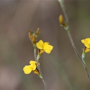 Goodenia bellidifolia subsp. bellidifolia at Mongarlowe, NSW - suppressed