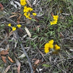 Goodenia bellidifolia subsp. bellidifolia at Mongarlowe, NSW - suppressed