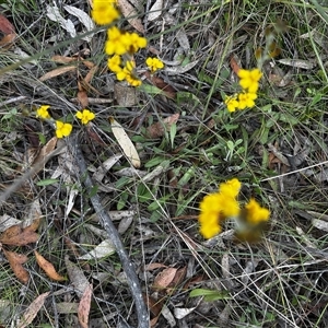 Goodenia bellidifolia subsp. bellidifolia at Mongarlowe, NSW - suppressed