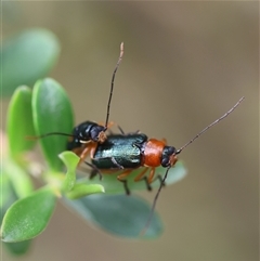 Aporocera (Aporocera) viridipennis (A leaf beetle) at Mongarlowe, NSW - 28 Nov 2024 by LisaH