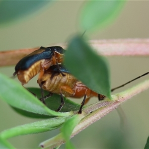 Aporocera (Aporocera) viridipennis at Mongarlowe, NSW - 28 Nov 2024