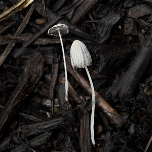 Coprinellus etc. at Casey, ACT - 1 Dec 2024 08:18 AM