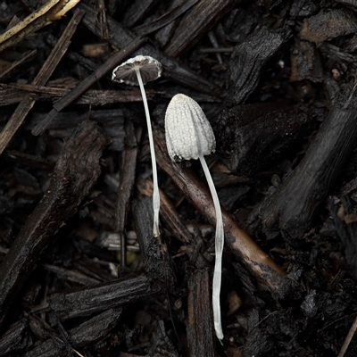 Coprinellus etc. (An Inkcap) at Casey, ACT - 1 Dec 2024 by Hejor1