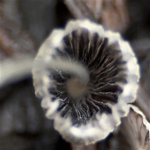 Coprinellus etc. at Casey, ACT - 1 Dec 2024 08:18 AM