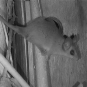 Cercarteus sp. (genus) (A Pygmy Possum) at Cassini, SA by TripleB