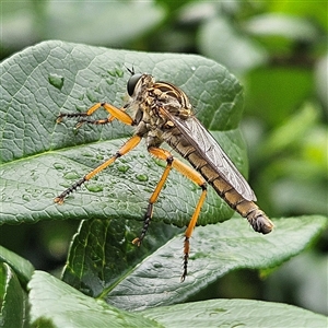 Zosteria sp. (genus) (Common brown robber fly) at Braidwood, NSW by MatthewFrawley