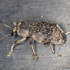 Rhinaria sp. (genus) (Unidentified Rhinaria weevil) at Melba, ACT - 26 Nov 2024 by kasiaaus