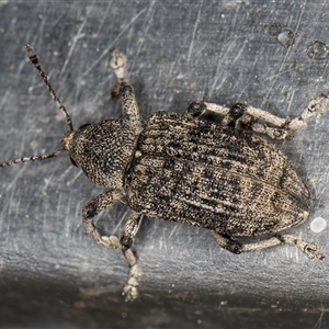 Rhinaria sp. (genus) at Melba, ACT - 26 Nov 2024 10:46 PM