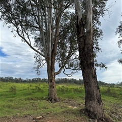 Zanda funerea (Yellow-tailed Black-Cockatoo) at Brownlow Hill, NSW - 1 Dec 2024 by MaxDownes