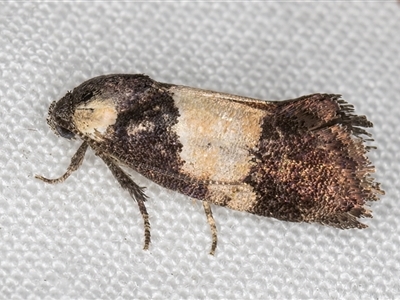 Eupselia hypsichora (A Gelechioid moth (Hypertrophidae) at Melba, ACT - 26 Nov 2024 by kasiaaus