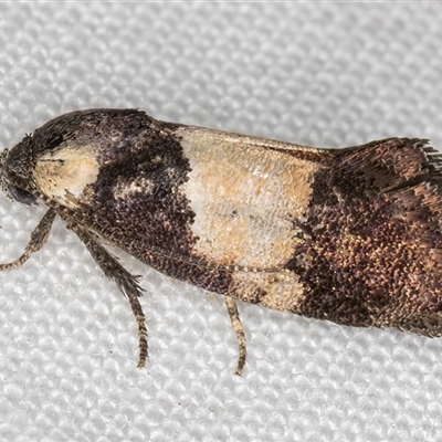 Eupselia hypsichora (A Gelechioid moth (Hypertrophidae) at Melba, ACT - 26 Nov 2024 by kasiaaus