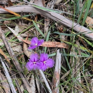 Thysanotus tuberosus subsp. tuberosus at Monga, NSW - 28 Nov 2024 10:08 AM